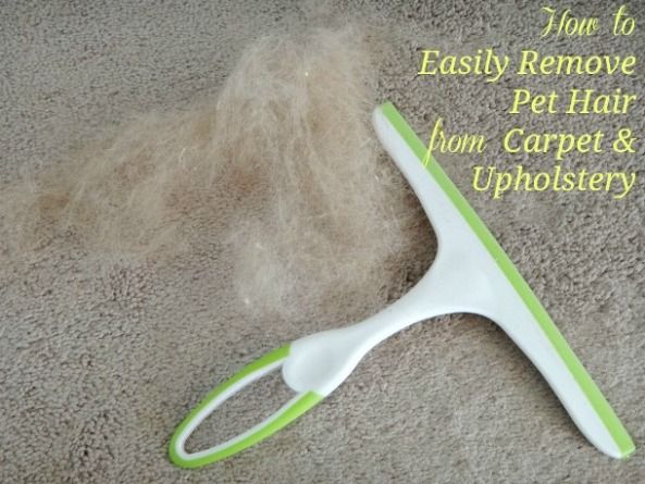 How do you remove pet hair from wall-to-wall carpeting?