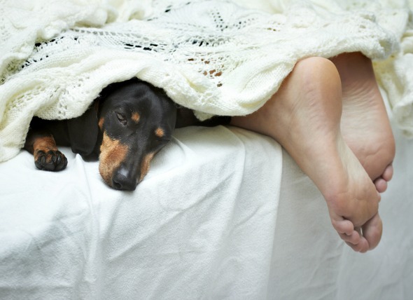 I am living, breathing, eating, and sleeping in dog hair!!!!?