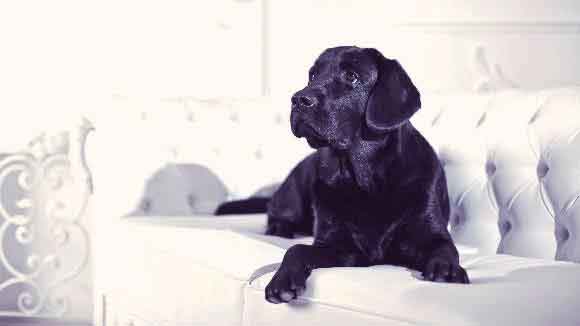 What is the best way to control a black lab from shedding?